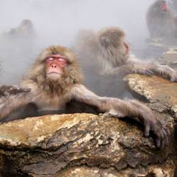 Ventura : Ultima Necat